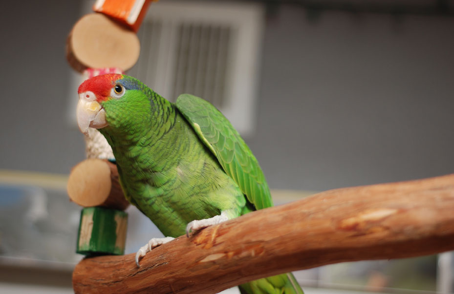 Amazoňan červenočelý - Amazona viridigenalis